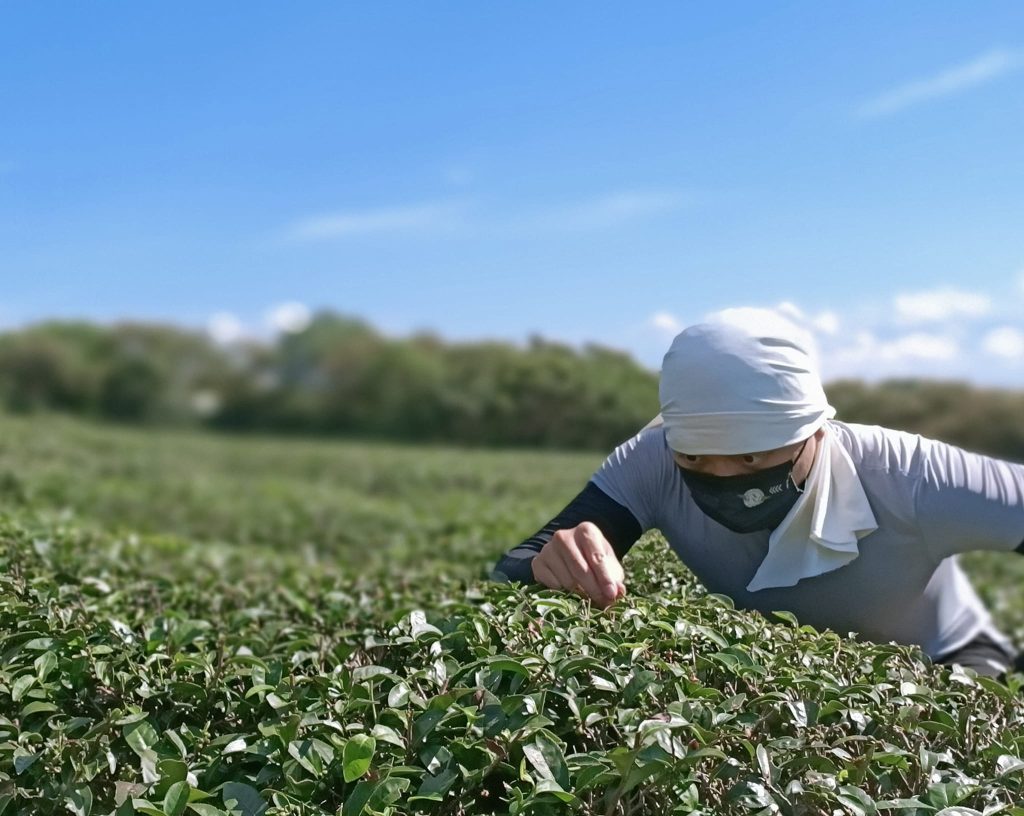 oriental beauty tajvani oolong tea