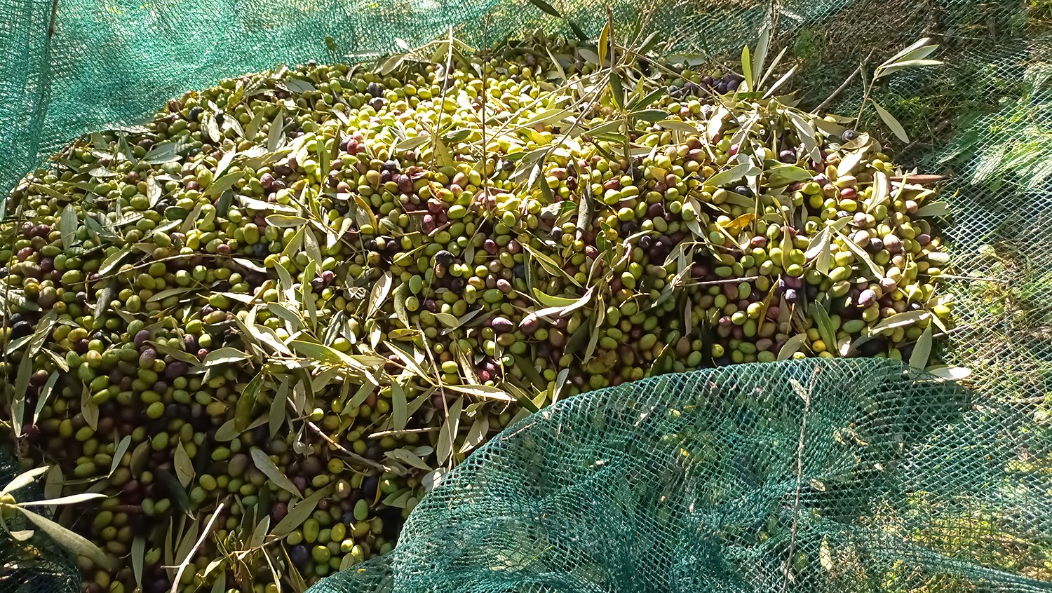 olívaszedés extraszűz olívaolaj isolabona