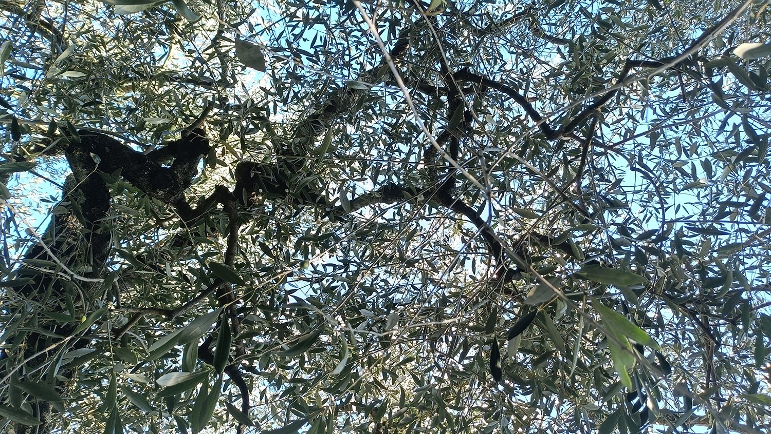 olívaszedés extraszűz olívaolaj isolabona