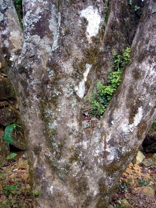 Fenghuang főnix oolong tea