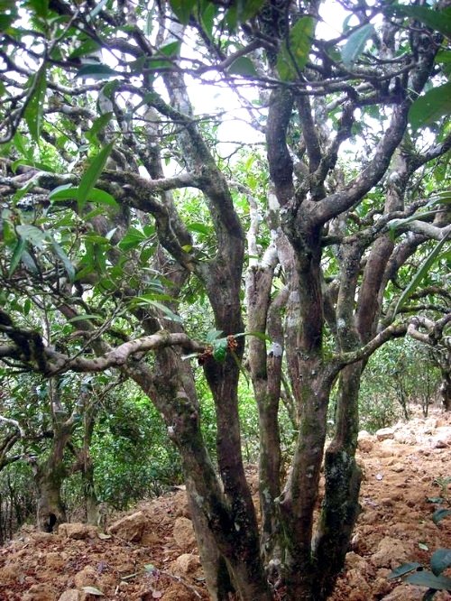 Fenghuang főnix oolong tea