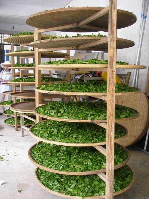 Fenghuang főnix oolong tea