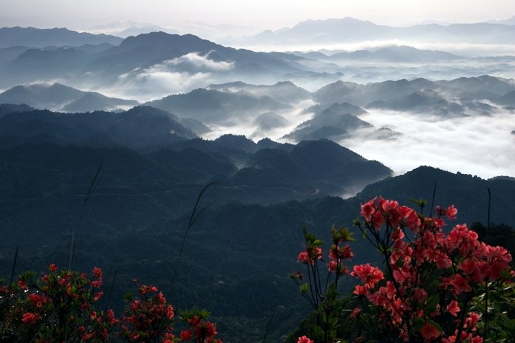 Fenghuang főnix oolong tea