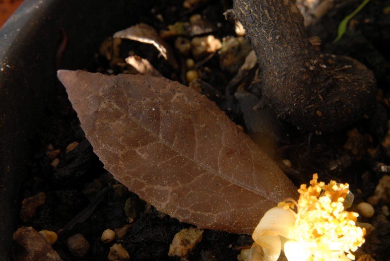 a vörösre oxidálódó levél