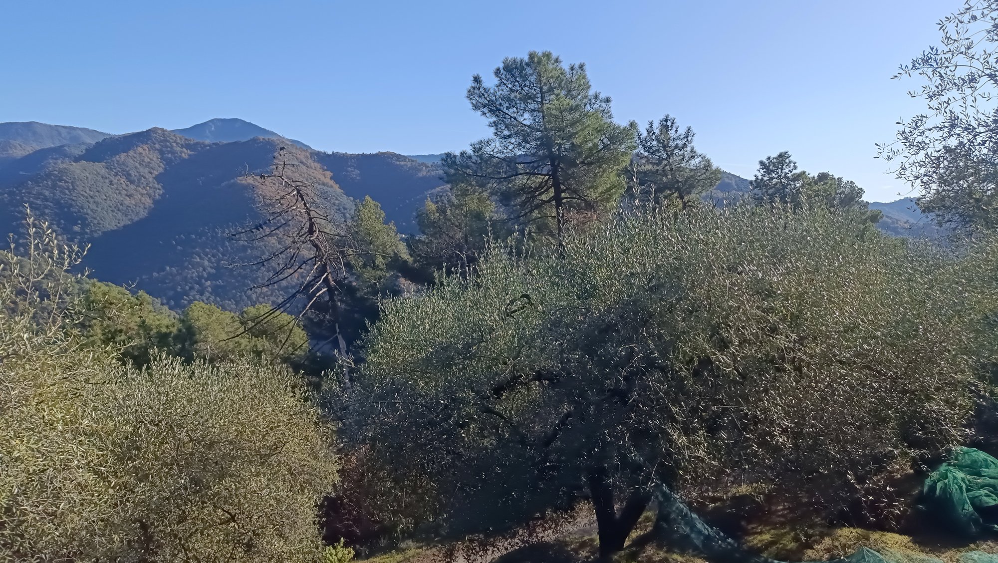 olívaszedés extraszűz olívaolaj isolabona