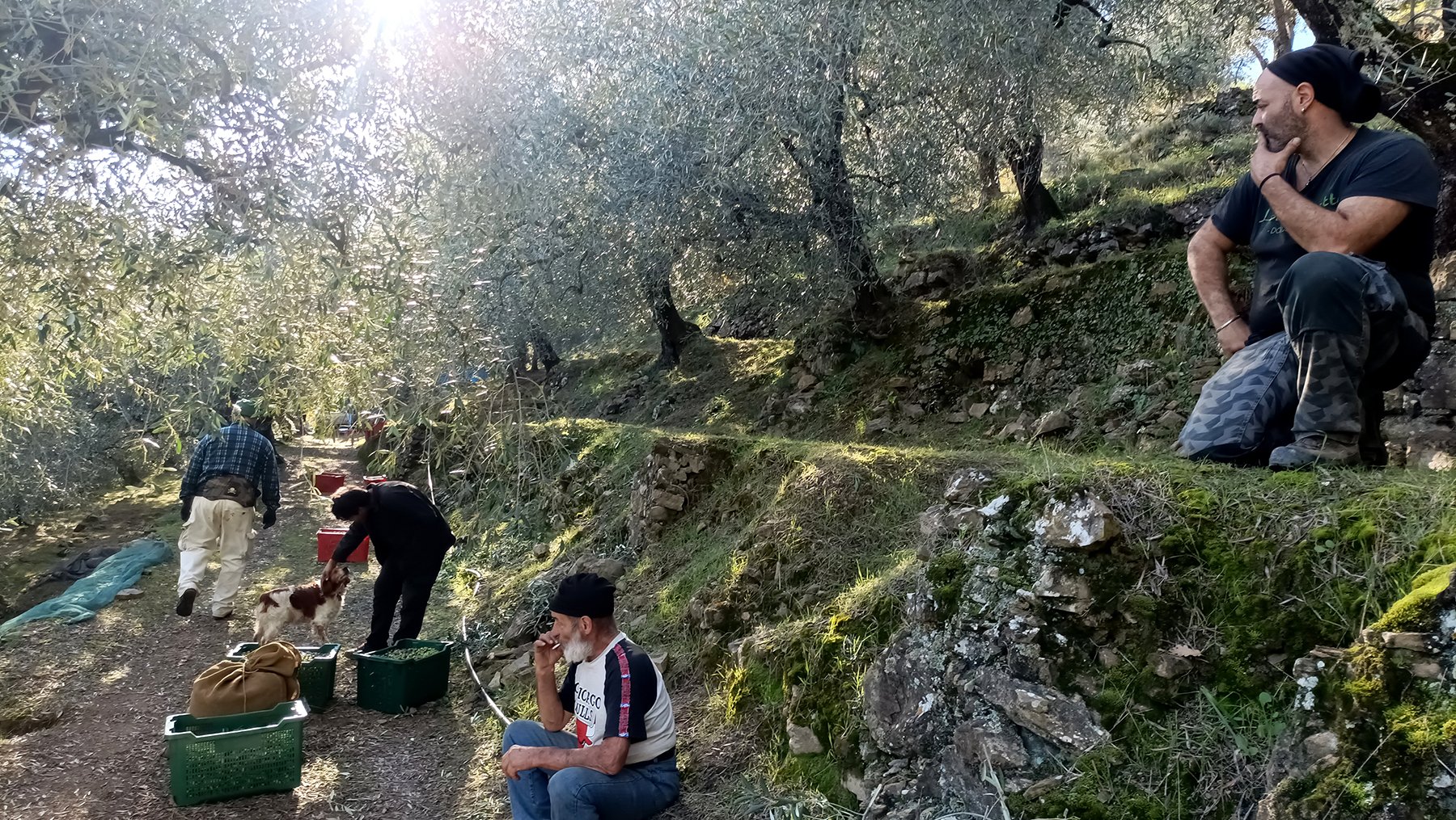 olívaszedés extraszűz olívaolaj isolabona