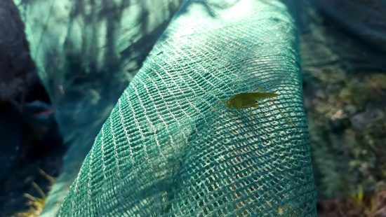 Nem Tea Mégis Jó extraszűz olivaolaj olivaszedés