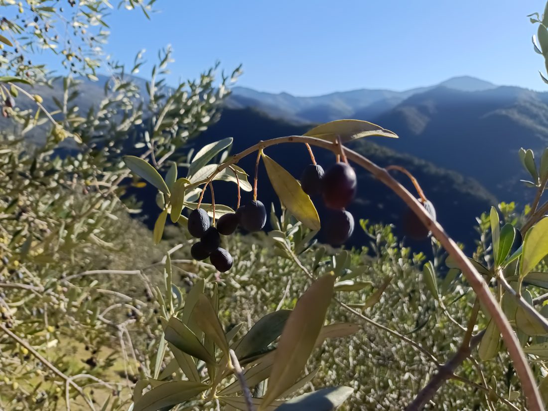 kicsit már talán túlérett oliva