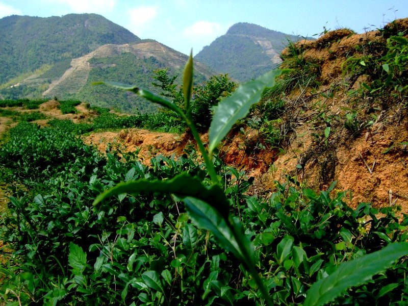 Tie guan Yin türkizzöld oolong tea