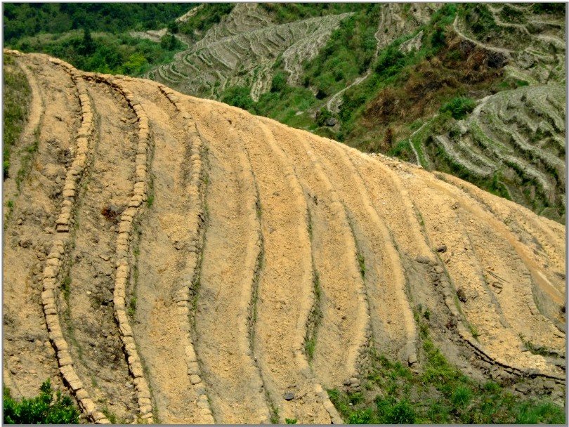 Tie guan Yin türkizzöld oolong tea
