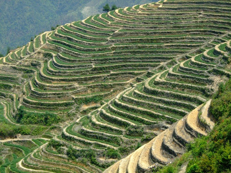 Tie guan Yin türkizzöld oolong tea