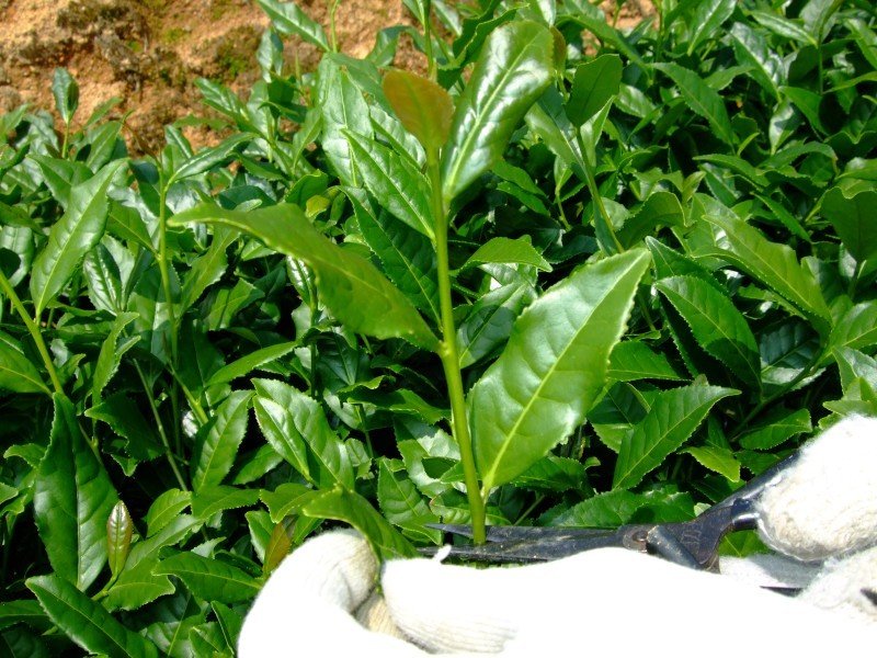 Tie guan Yin türkizzöld oolong tea