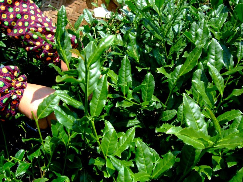 Tie guan Yin türkizzöld oolong tea