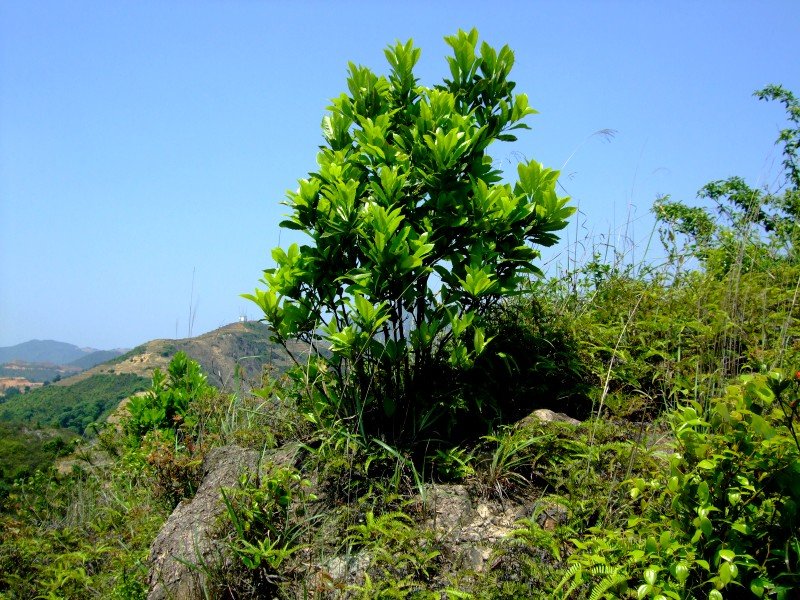 Tie guan Yin türkizzöld oolong tea