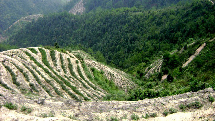 Tie guan Yin türkizzöld oolong tea