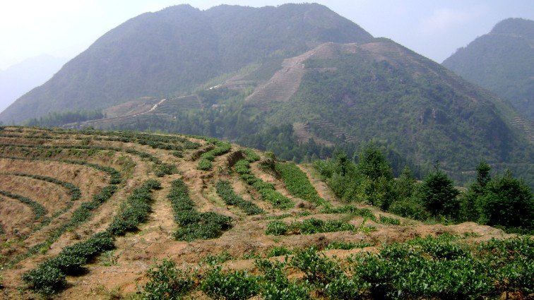 Tie guan Yin türkizzöld oolong tea