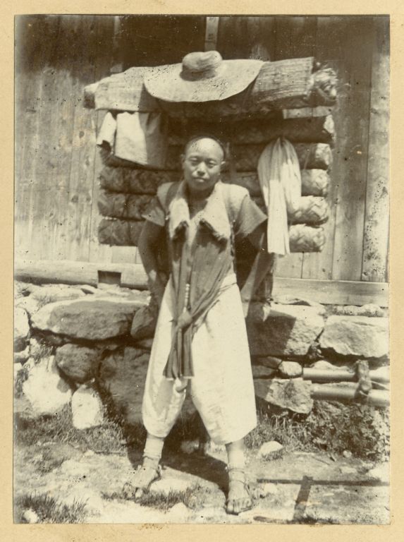 camellia sinensis tea