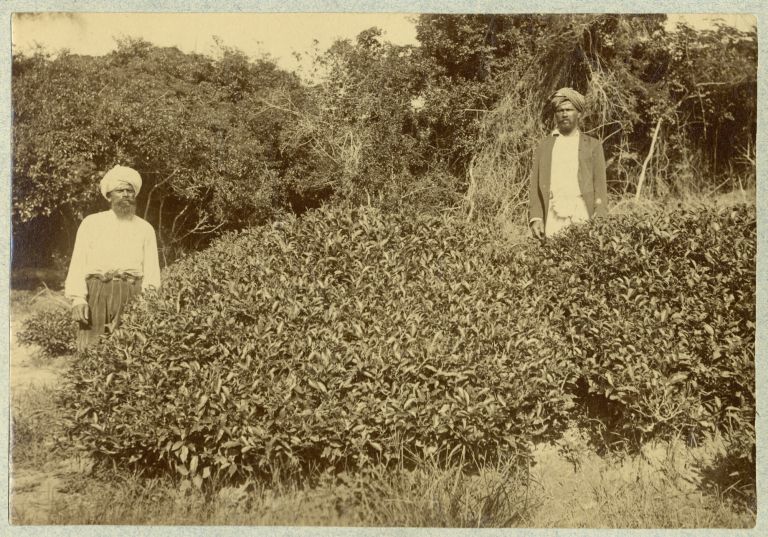 camellia sinensis tea