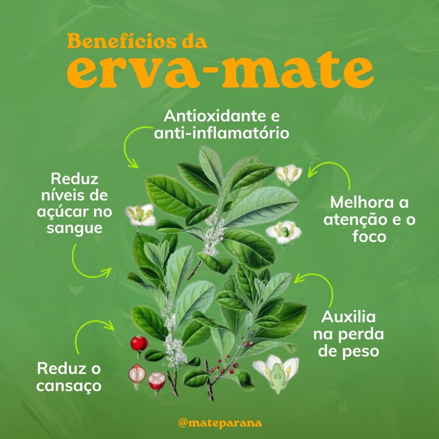Erva Mate Paraná Chimarrão