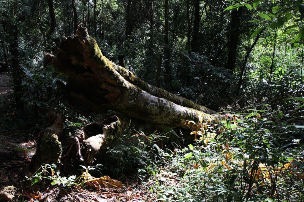 a vad tea király halála