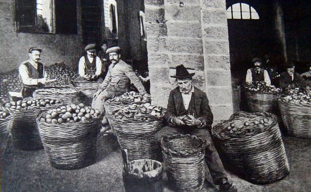 BIO Earl Grey bergamott