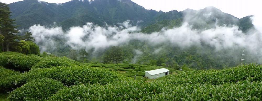 magashegyi tajvani tea