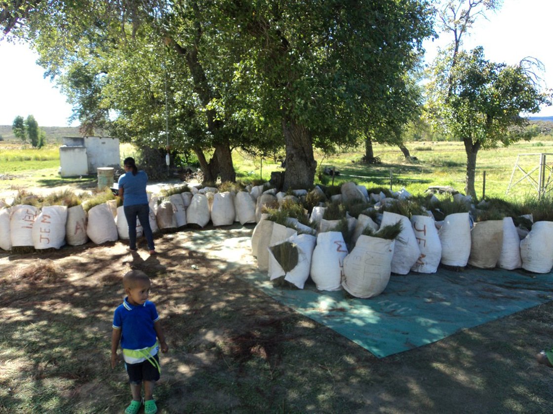 Rooibos tea Supergrade BIO