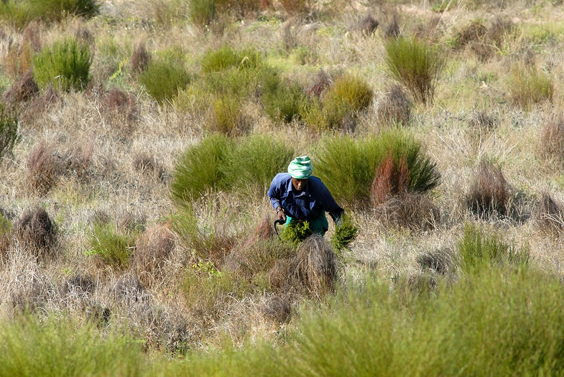 Rooibos tea Supergrade BIO