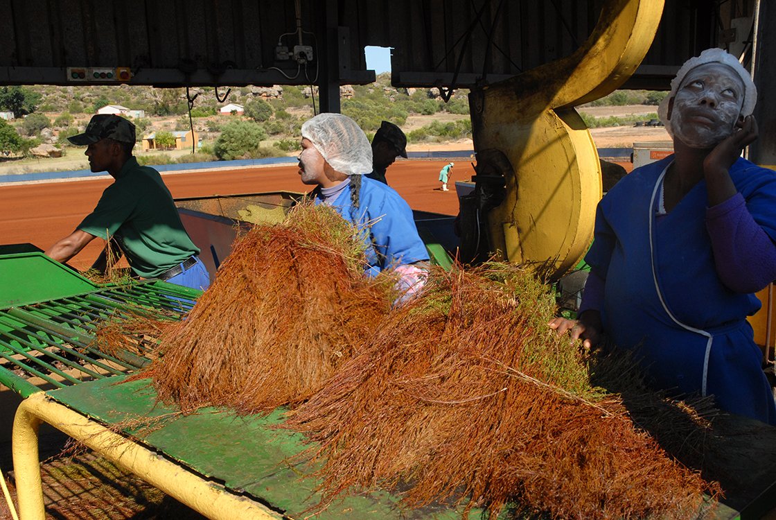 Rooibos tea Supergrade BIO