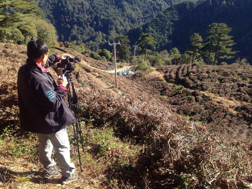 magashegyi tajvani tea