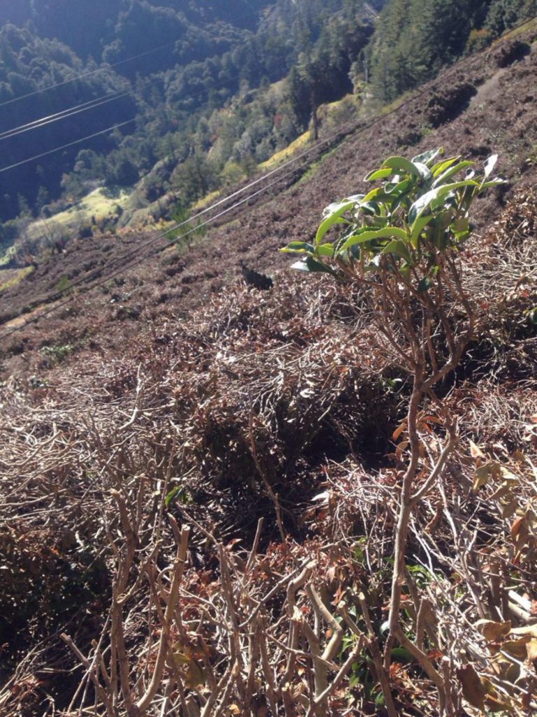 magashegyi tajvani tea