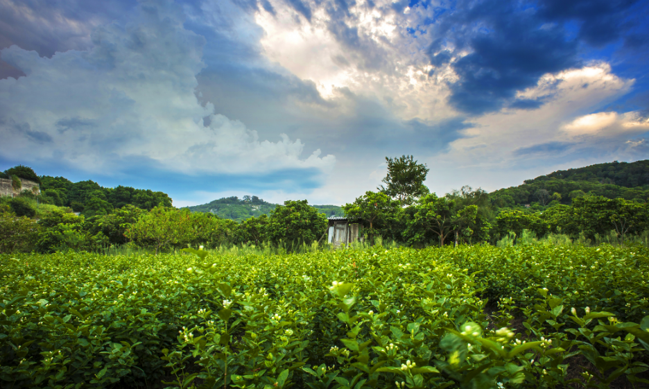 a jázmin A mennyei illata