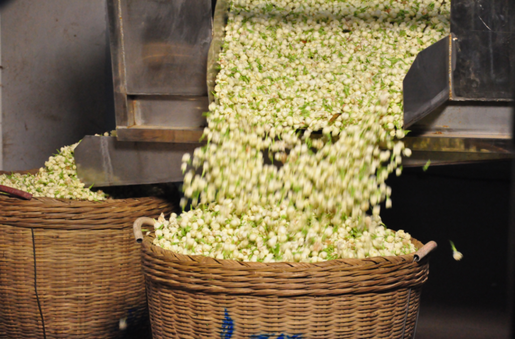 a jázmin A mennyei illata