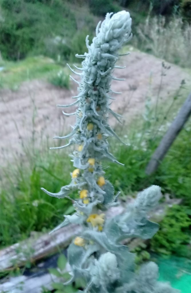 Molyhos ökörfarkkóró The great mullein, the greater mullein or just common mullein. Vagy Kleinblütige Königskerze