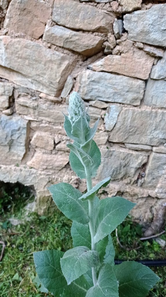 Molyhos ökörfarkkóró The great mullein, the greater mullein or just common mullein. Vagy Kleinblütige Königskerze