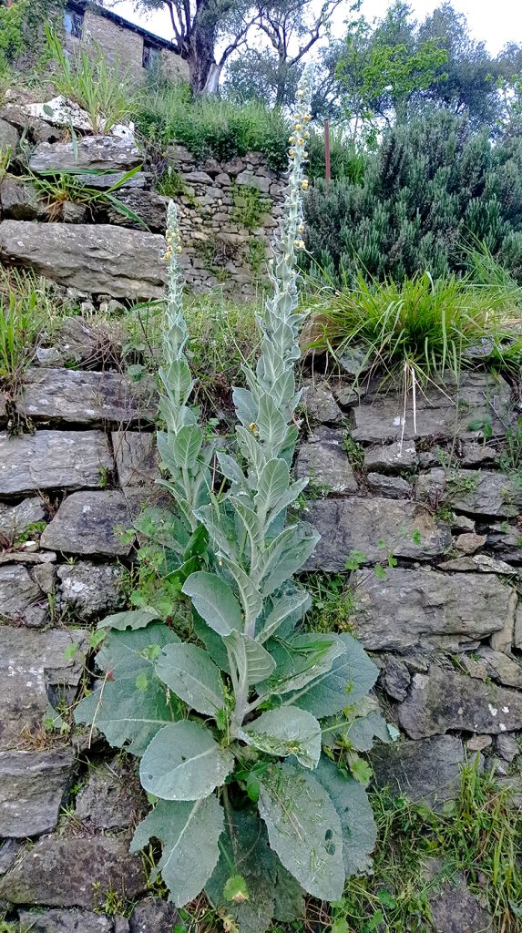 Molyhos ökörfarkkóró The great mullein, the greater mullein or just common mullein. Vagy Kleinblütige Königskerze