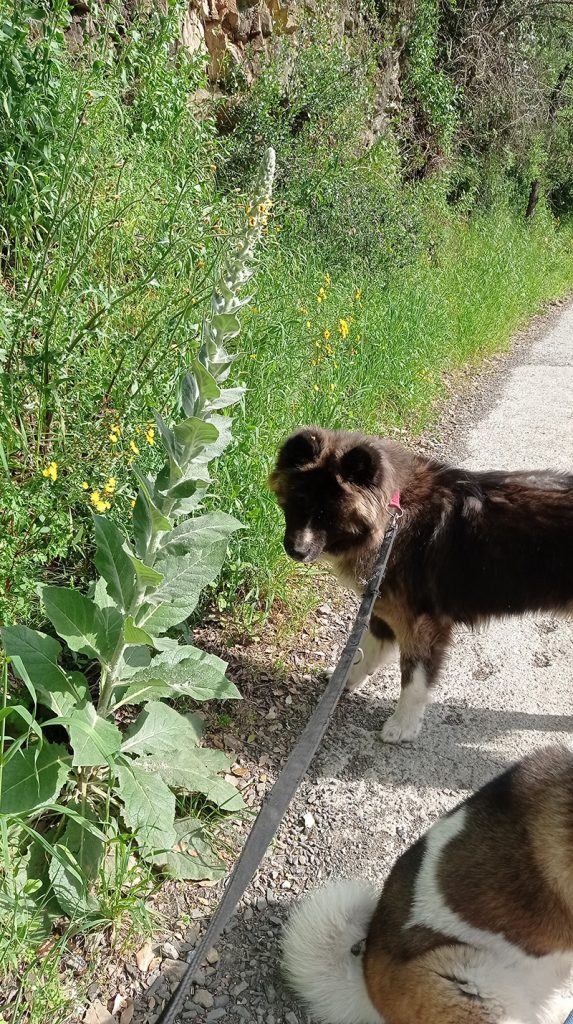 Molyhos ökörfarkkóró The great mullein, the greater mullein or just common mullein. Vagy Kleinblütige Königskerze