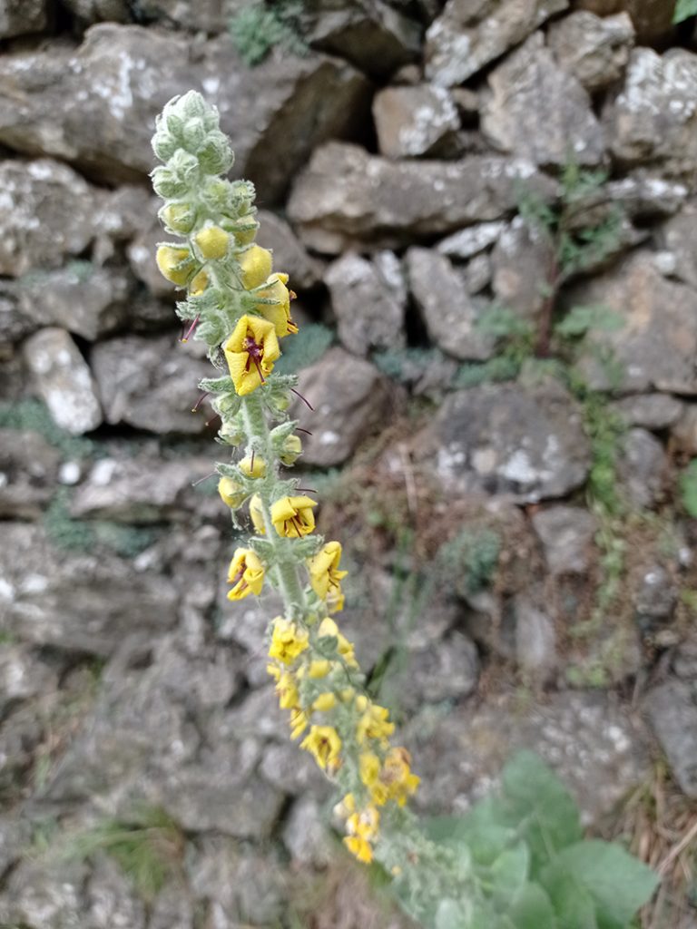 Molyhos ökörfarkkóró The great mullein, the greater mullein or just common mullein. Vagy Kleinblütige Königskerze