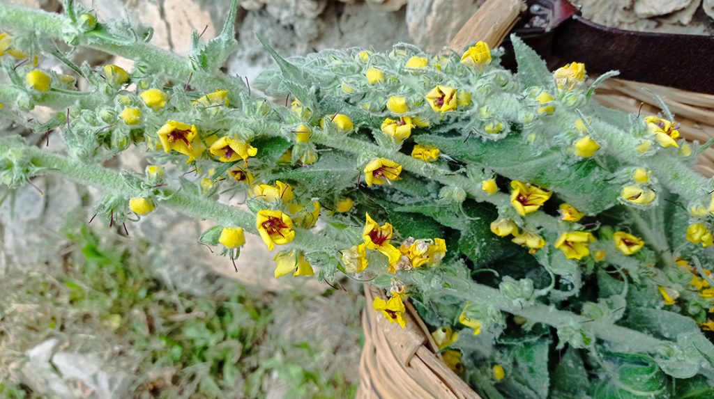 Molyhos ökörfarkkóró
The great mullein, the greater mullein or just common mullein. Vagy Kleinblütige Königskerze