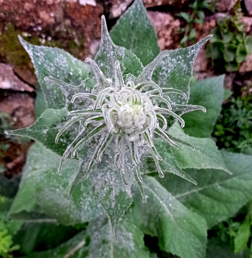 Molyhos ökörfarkkóró The great mullein, the greater mullein or just common mullein. Vagy Kleinblütige Königskerze