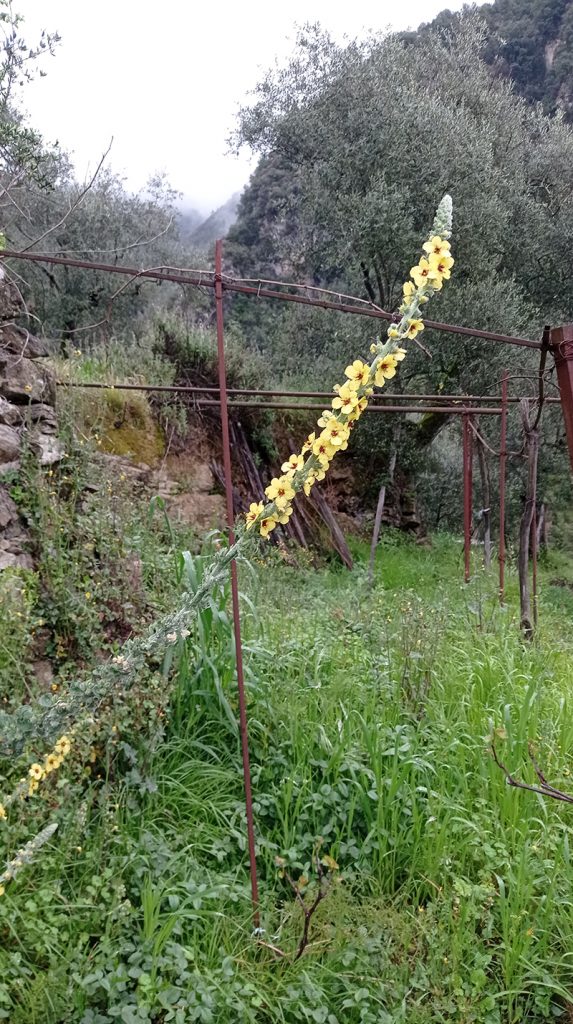 Molyhos ökörfarkkóró The great mullein, the greater mullein or just common mullein. Vagy Kleinblütige Königskerze