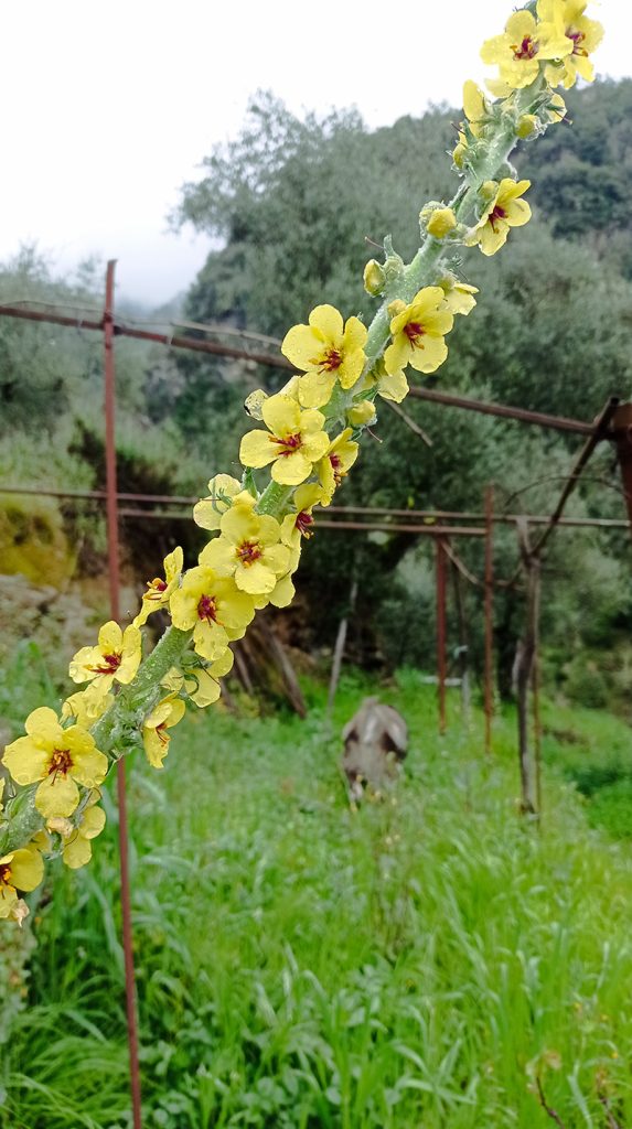 Molyhos ökörfarkkóró The great mullein, the greater mullein or just common mullein. Vagy Kleinblütige Königskerze