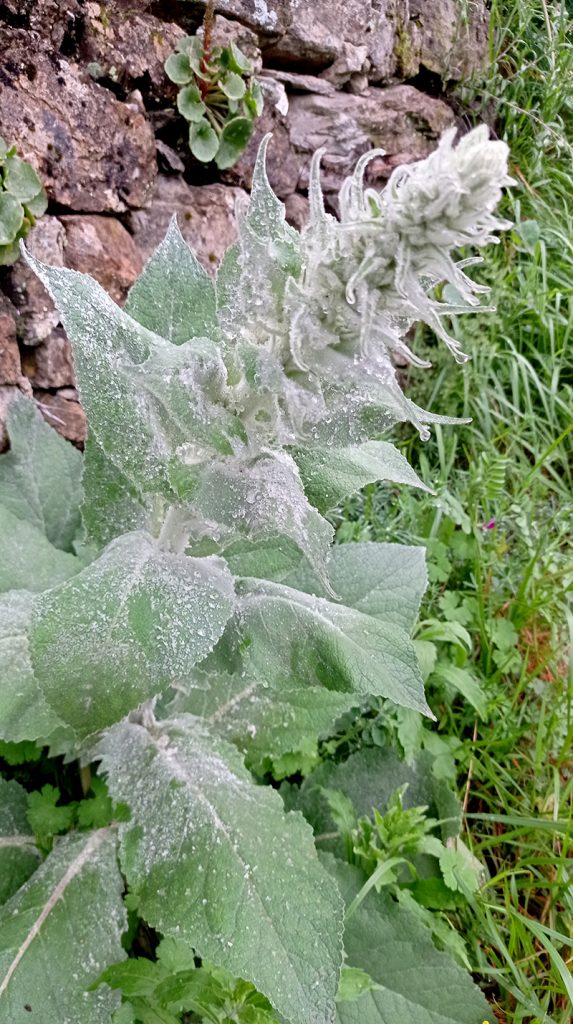 Molyhos ökörfarkkóró The great mullein, the greater mullein or just common mullein. Vagy Kleinblütige Königskerze