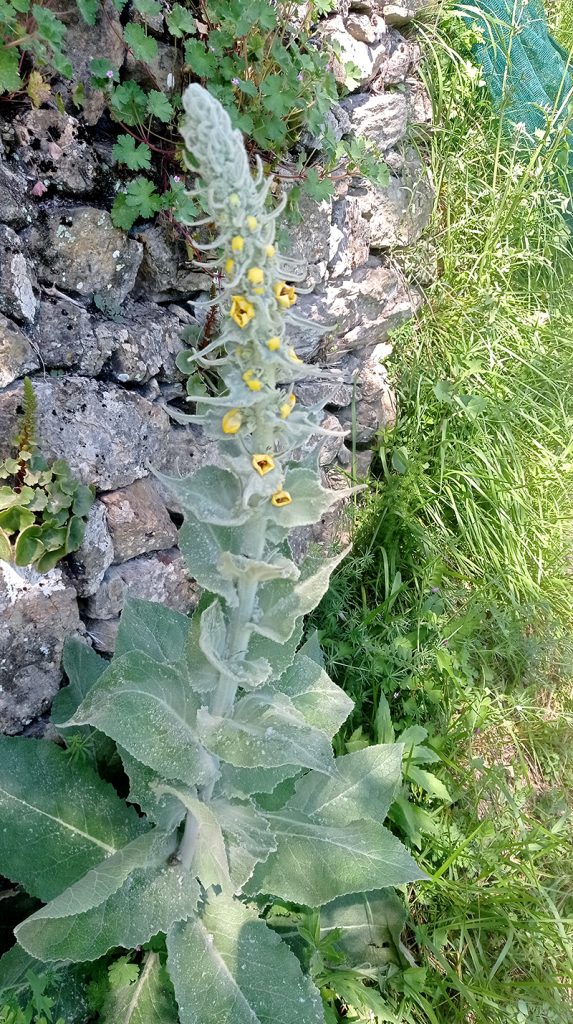 Molyhos ökörfarkkóró The great mullein, the greater mullein or just common mullein. Vagy Kleinblütige Königskerze