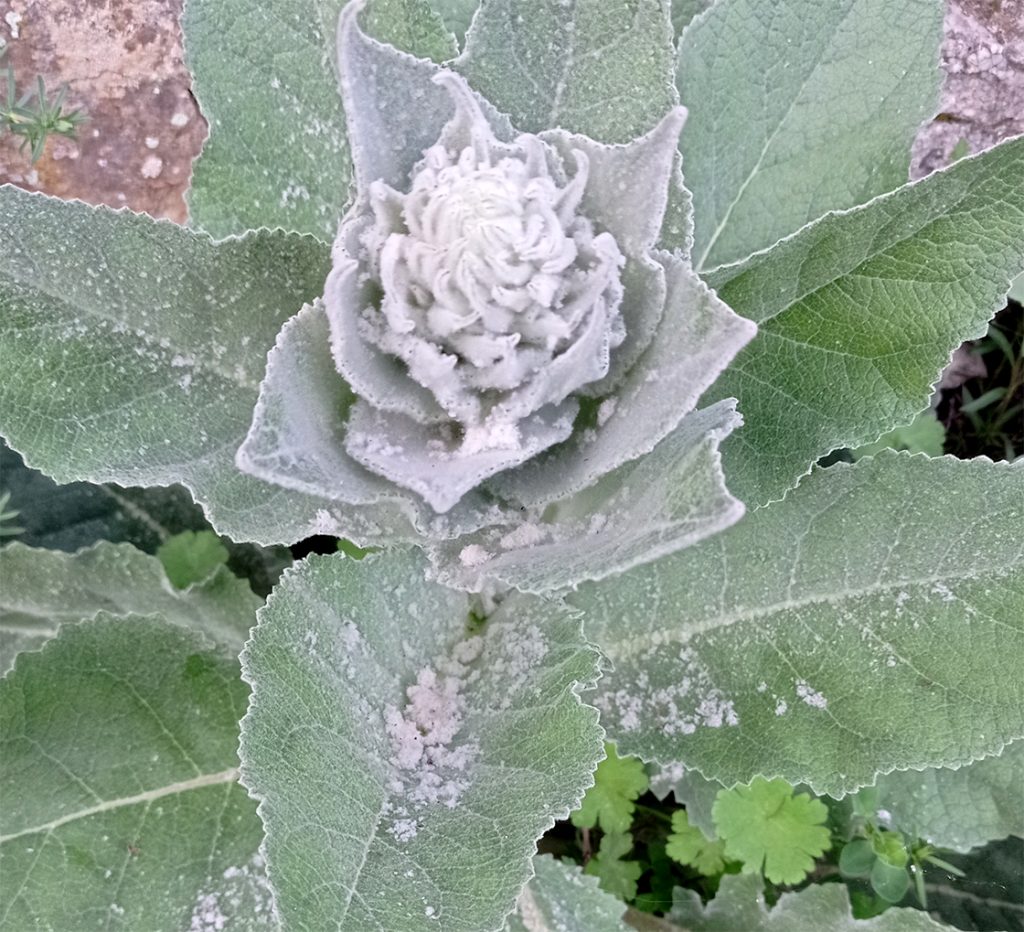 Molyhos ökörfarkkóró The great mullein, the greater mullein or just common mullein. Vagy Kleinblütige Königskerze