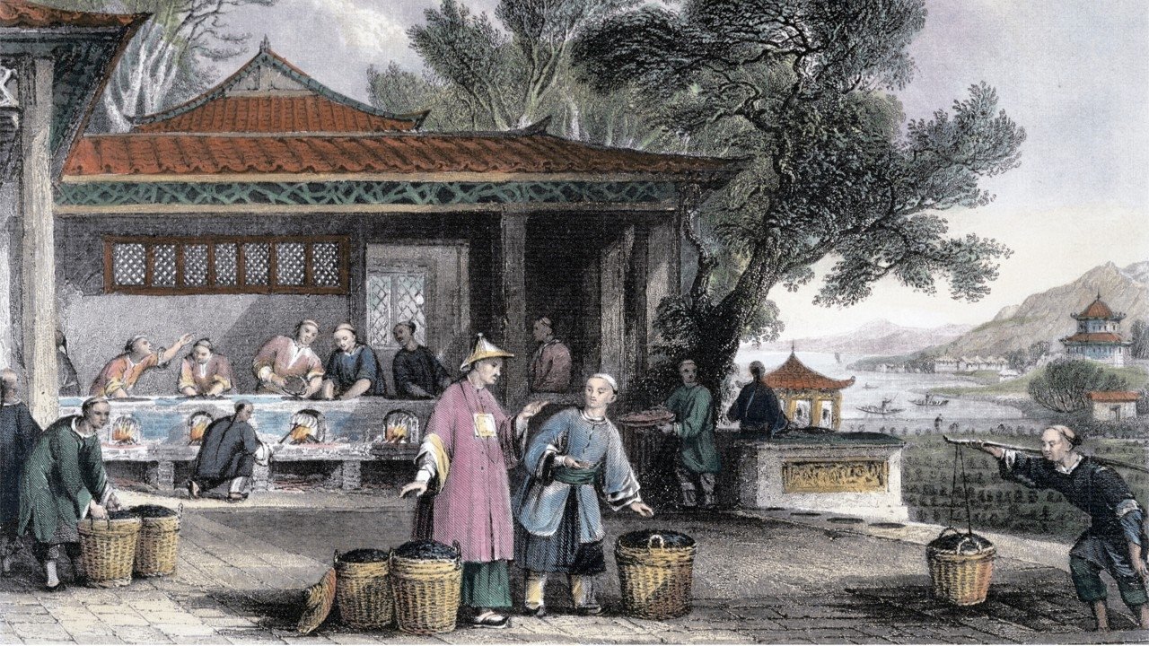 robert fortune a teakém