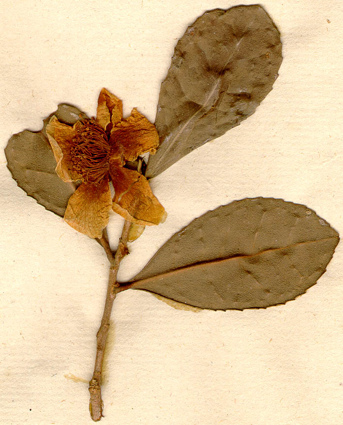 camellia sinensis tea