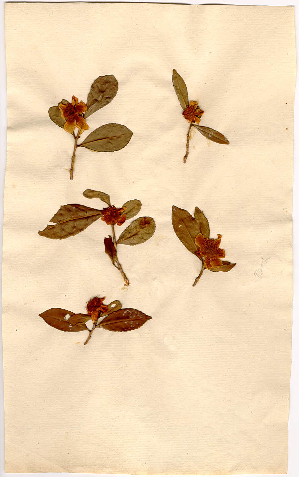 camellia sinensis tea