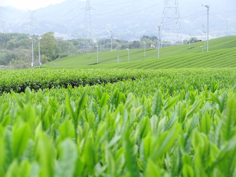 asamiya-shincha-saemidori