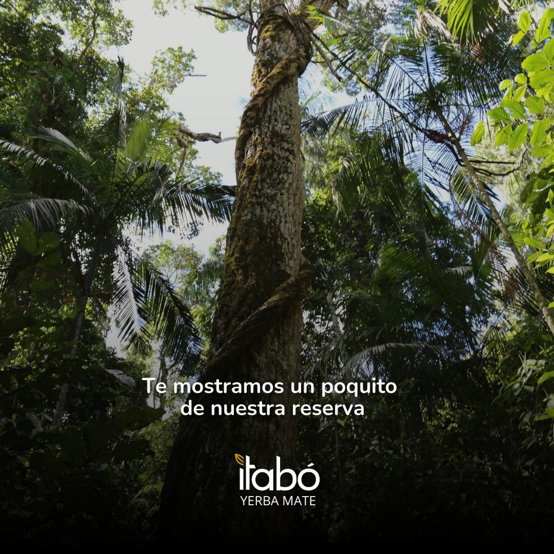 Yerba Mate Itabo